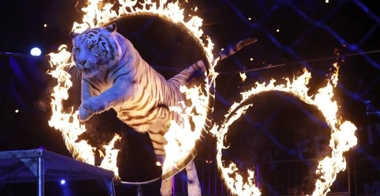 Francia prohibirá animales salvajes en circos y reproducción en cautiverio